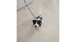 A black/white Jack Russel terrier looking happy with a blue leash