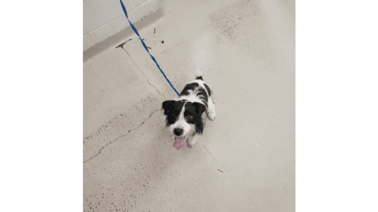 A black/white Jack Russel terrier looking happy with a blue leash