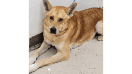 An apricot/white shepherd sitting on a side