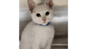 A white kitten sitting inside a cage