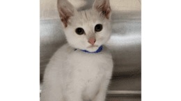 A white kitten sitting inside a cage