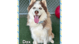 A brown/white Siberian husky with tongue's out