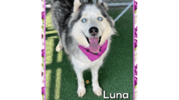 A grey/white Siberian husky looking happy with tongue's out