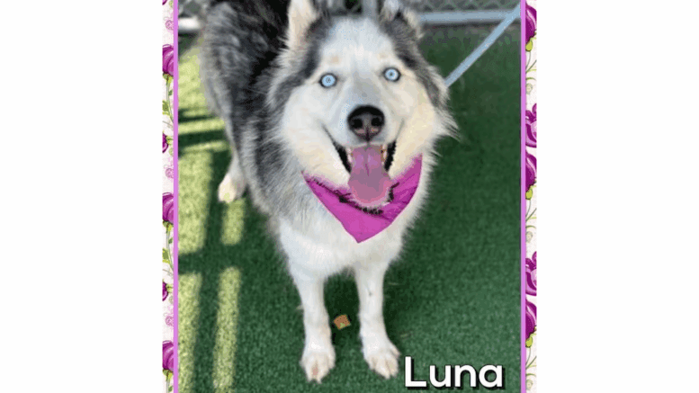 A grey/white Siberian husky looking happy with tongue's out