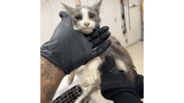 A grey/white kitten held by someone with black gloves