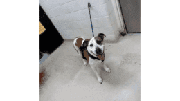 A white/brown hound with tongue's out, and leashed on the wall