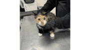 A calico cat held by someone on a table