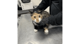 A calico cat held by someone on a table