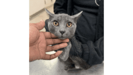 A black/white kitten held by someone behind