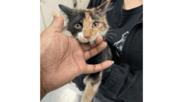 A calico cat held by someone behind with its head being also held by someone else