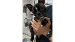 A brindle/white Boston terrier held by someone