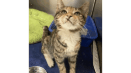 A tabby calico kitten sitting on a cage, looking upfront