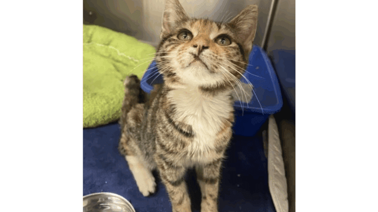 A tabby calico kitten sitting on a cage, looking upfront