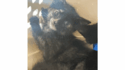 A tortoiseshell kitten climbing on a cage