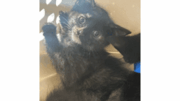 A tortoiseshell kitten climbing on a cage