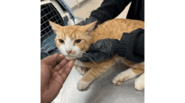 A ginger tabby/white cat held by someone on a table