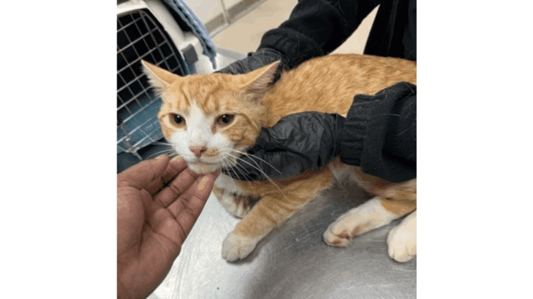 A ginger tabby/white cat held by someone on a table