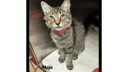A tabby kitten sitting inside a cage, looking outside