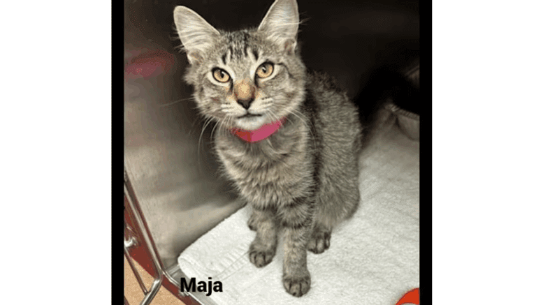 A tabby kitten sitting inside a cage, looking outside