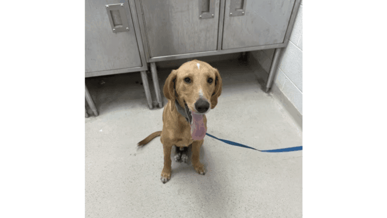 A gold/white retriever sitting with tongue's out