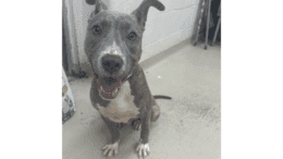A brindle/white American pit bull terrier sitting and looking happy