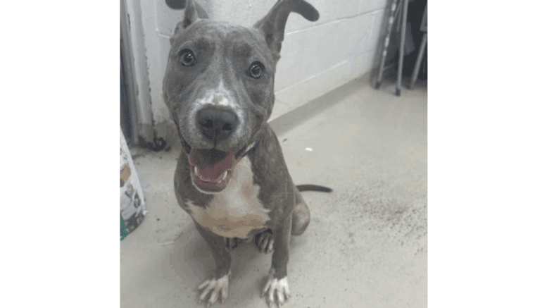 A brindle/white American pit bull terrier sitting and looking happy