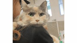 A muted calico cat held by someone