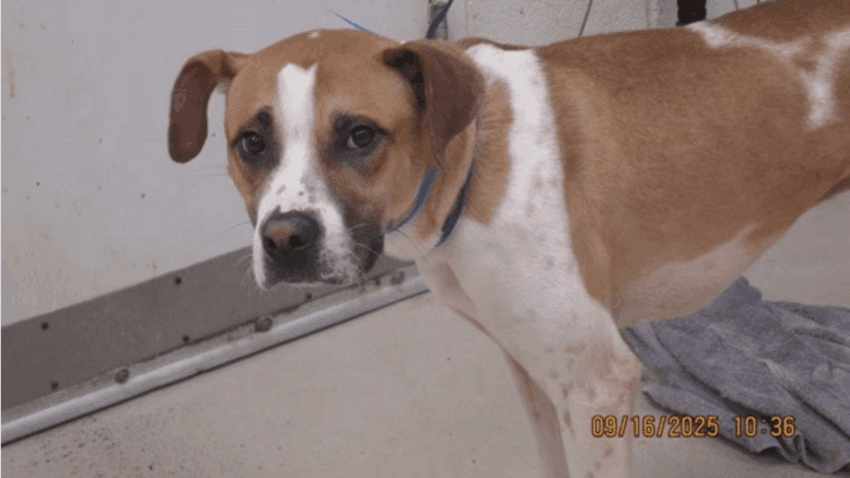A tan/white hound with a blue leash