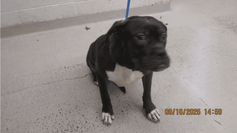 A black brown/white American Staffordshire terrier with a blue leash, looking at the camera
