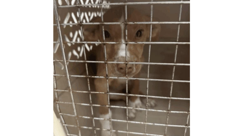 A tan/white shepherd puppy sitting inside a locked cage