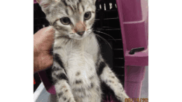 A tabby kitten held up straight by someone near a cage