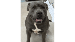 A grey/white American pit bull terrier looking at the camera with mouth open