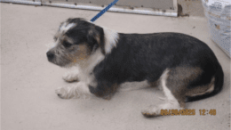 A tri-color terrier lying down