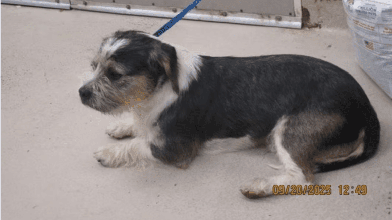 A tri-color terrier lying down
