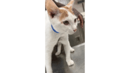 A white/orange tabby cat standing on a table