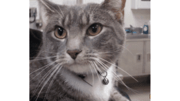 A grey/tabby cat looking at the side
