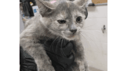 A muted calico kitten being held by someone