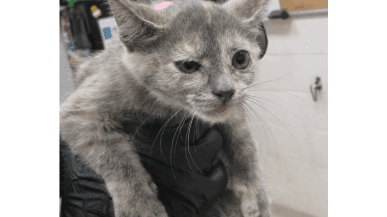 A muted calico kitten being held by someone