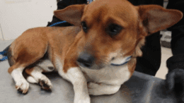 A brown/white beagle lying down on a table