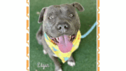 A brindle/white American pit bull terrier with a yellow scarf, looking happy
