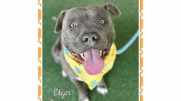 A brindle/white American pit bull terrier with a yellow scarf, looking happy