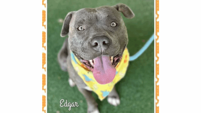 A brindle/white American pit bull terrier with a yellow scarf, looking happy