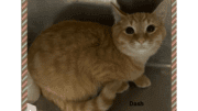 A ginger cat inside a cage looking at the camera