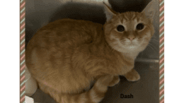 A ginger cat inside a cage looking at the camera
