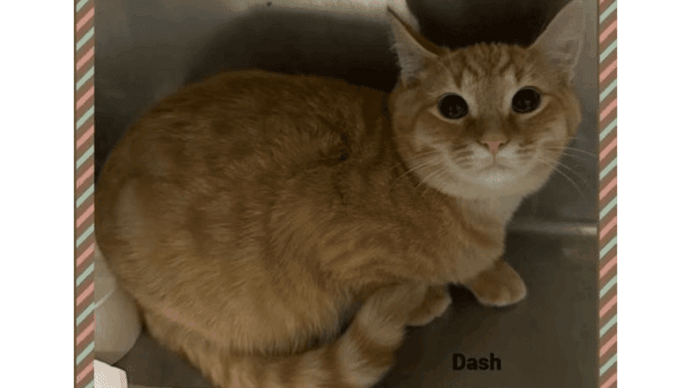A ginger cat inside a cage looking at the camera