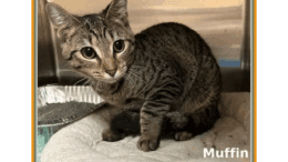 A tabby cat sitting inside a cage