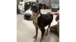 A tri-color American pit bull terrier standing with someone behind touching him