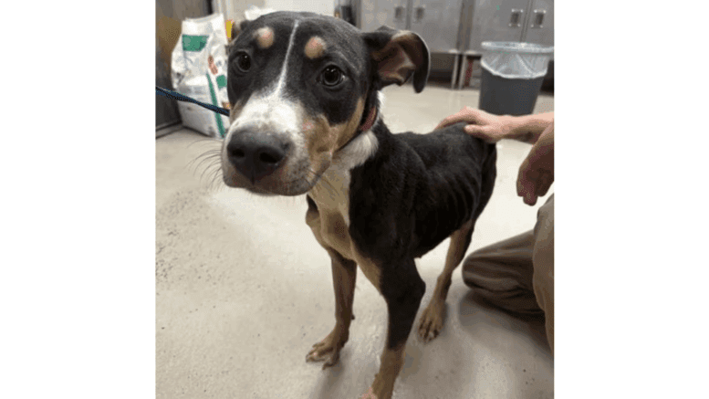 A tri-color American pit bull terrier standing with someone behind touching him