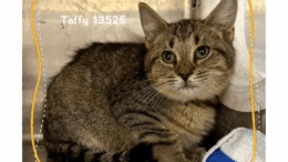 A tabby kitten loafed inside a cage