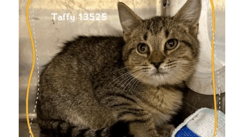 A tabby kitten loafed inside a cage